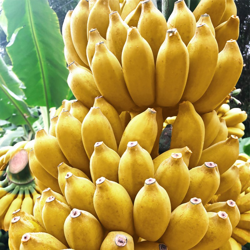 广西香蕉小米蕉新鲜水果无催熟剂自然成熟现摘现发 3斤精选