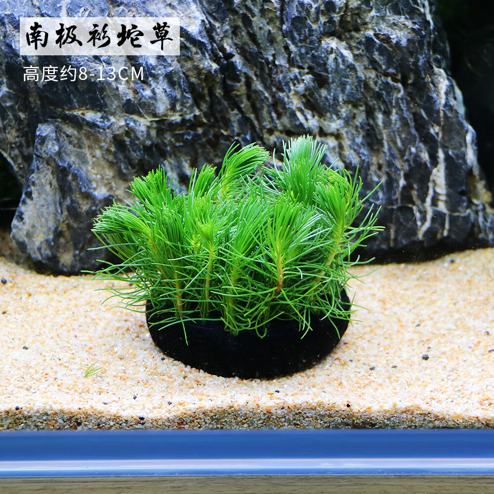 鱼缸水草活体迷你爬地矮珍珠牛毛毡泰国青椒草水草缸前景草活体 南极