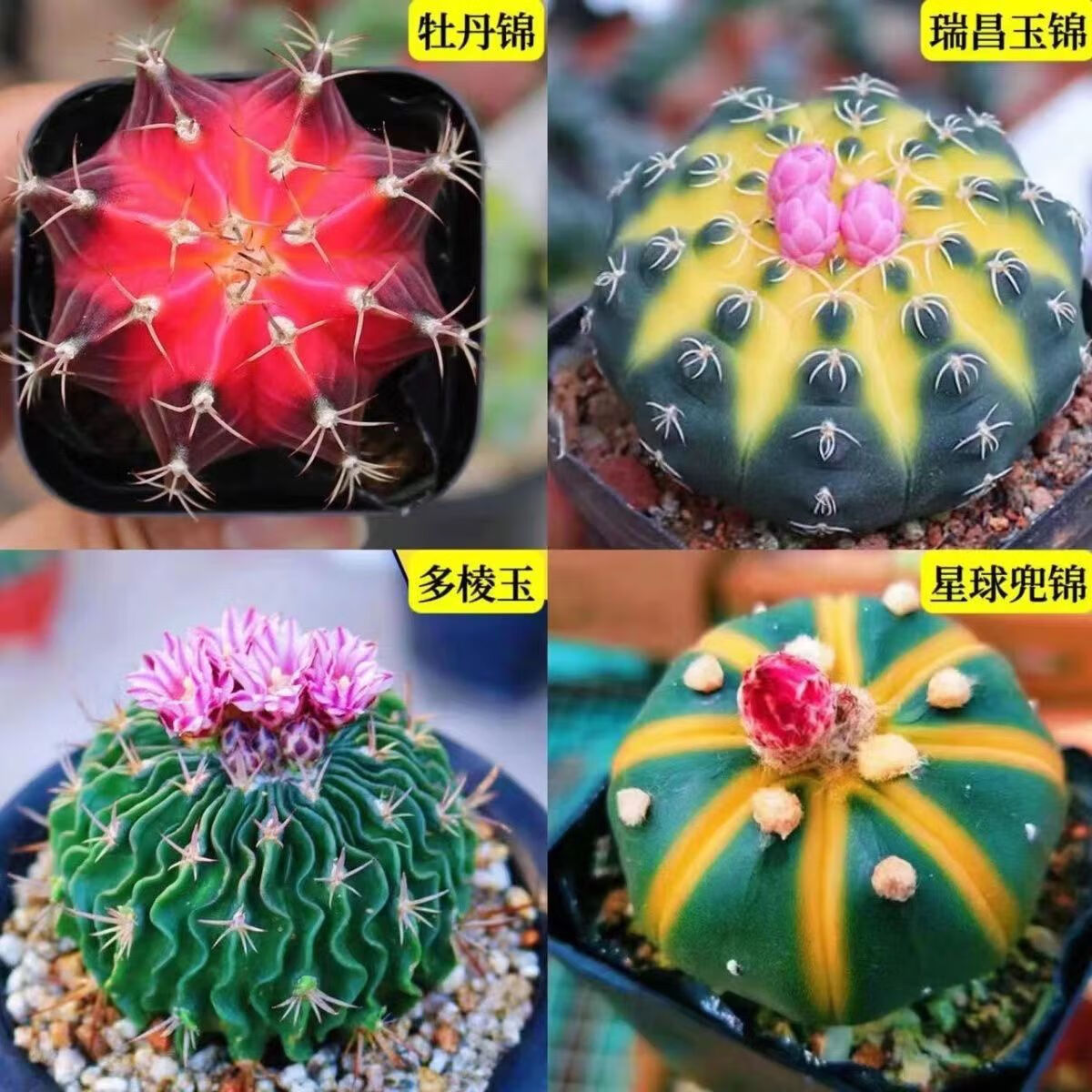 迎虞花苑可愛仙人球奇異稀有多肉植物開花掌組合辦公室花卉小盆栽懶養(yǎng)不死 牡丹錦+瑞昌玉錦+多凌玉+星兜錦