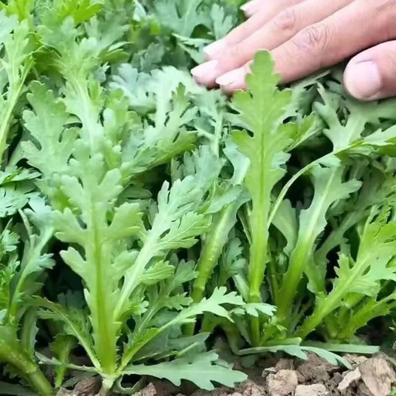 大叶茼蒿种子皇帝菜茼蒿菜籽菜种四季春季筒篙农家蔬菜种籽孑黄帝 四