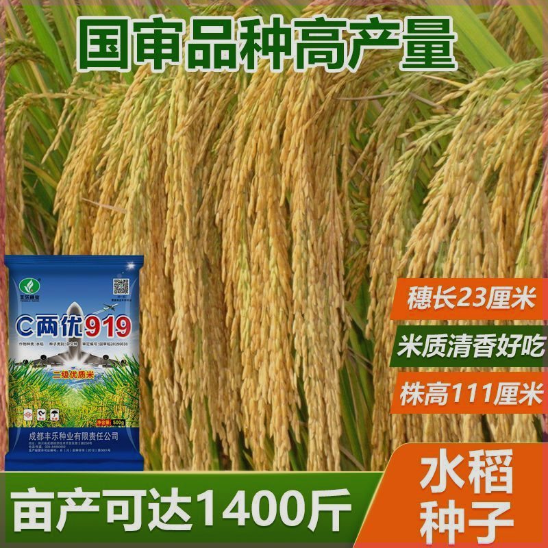 c两优919种水稻种子稻谷种子稳产量二级米抗病性强杂交水稻种 c两优