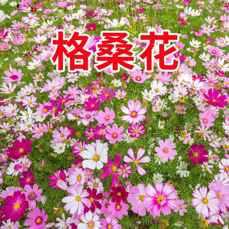 碧鼎波斯菊花种子格桑花种籽子四季种植易活花籽庭院开花花籽种孑
