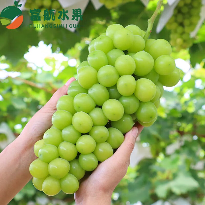 京逸阳光玫瑰晴王无籽提新鲜水果端午佳节送礼水果礼盒整箱玫瑰葡萄 2
