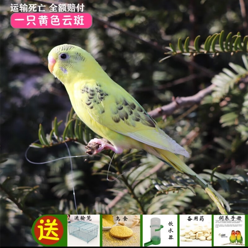 虎皮鹦鹉活体鸟玄凤鹦鹉鸟白斑绿斑活体鸟黄斑蓝斑鹦鹉牡丹鹦鹉玄凤