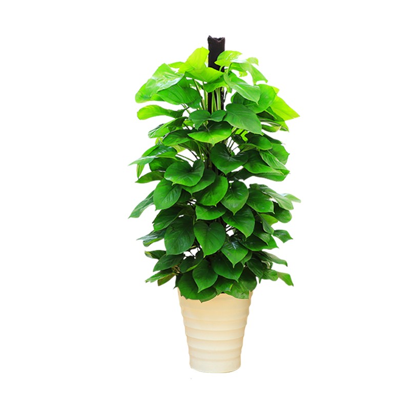 绿萝桩(绿萝桩图片)