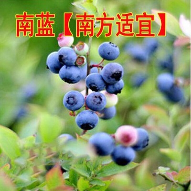 蓝莓树苗 南方北方种植盆栽果树苗阳台蓝莓苗水果树苗当年结果苗 南蓝