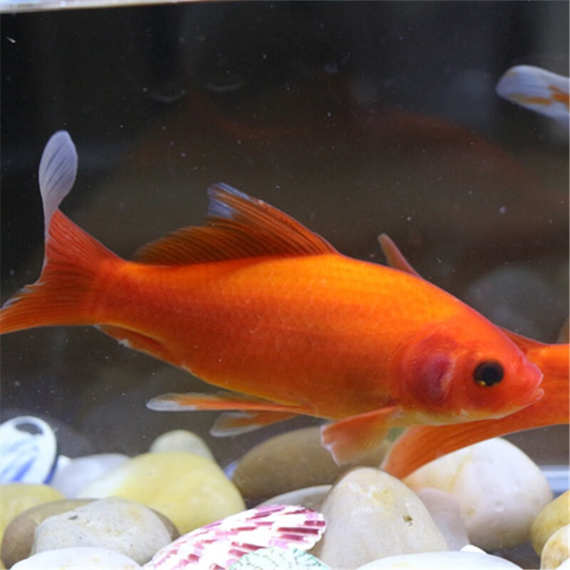 贝冠奇冷水观赏鱼红鹦鹉血鹦鹉葡萄眼黑眼金鱼冷水鹦鹉鱼活体活鱼 冷水鹦鹉4条 12-15cm