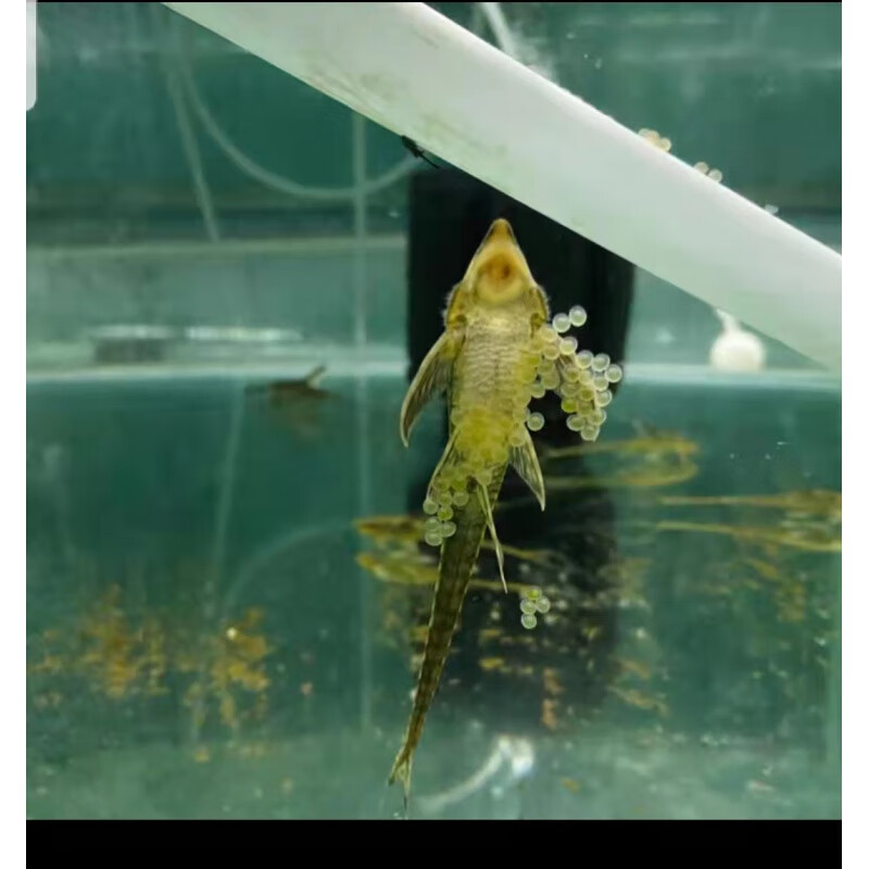 婷越岚淡水鱼缸皇冠直升机清缸除藻小型热带异型鱼种鱼 皇冠直升机4-5