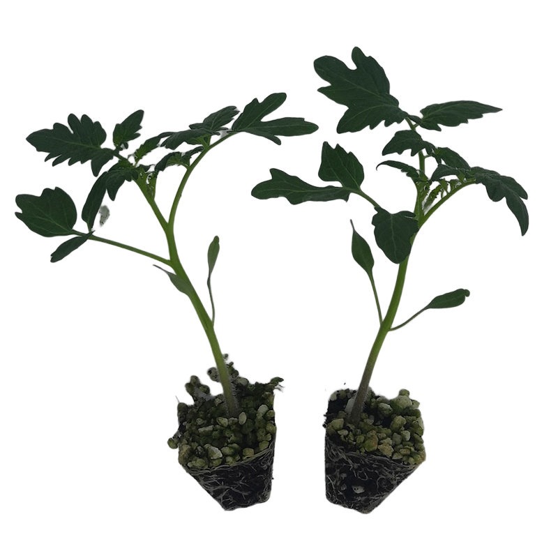 ���ڲ����������������߲����Ӵ�ȫ����������紺������������ʥŮ��������̨ ������˹��������6�ô������� 11.32Ԫ