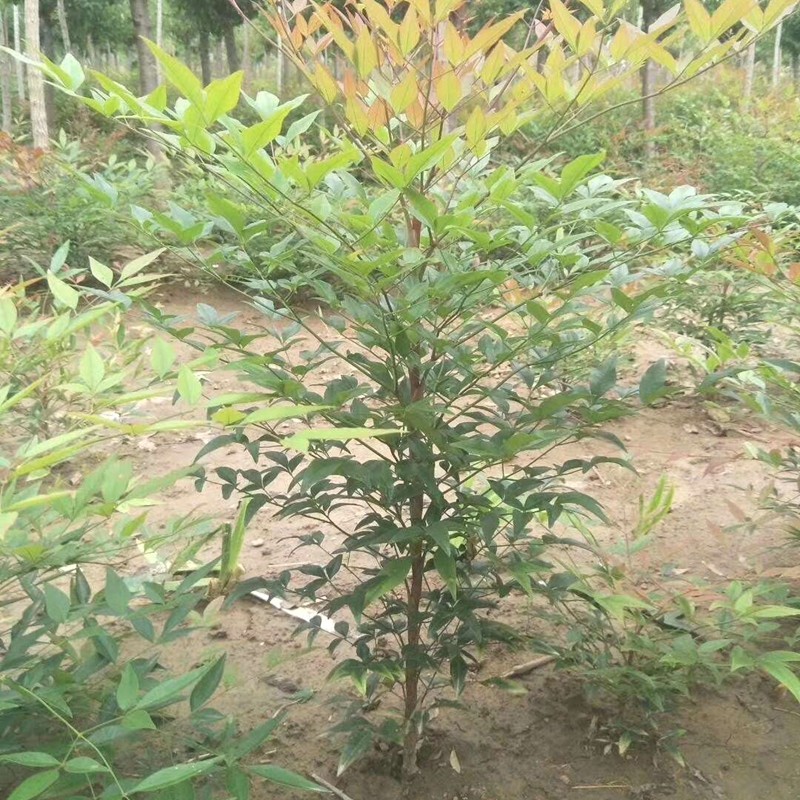 畅微红叶南天竹花卉庭院绿化南天竹盆景室内盆栽地栽火焰南天竹树苗老桩小苗绿篱红天竹南天竹50厘米高 盆景苗 虎窝购