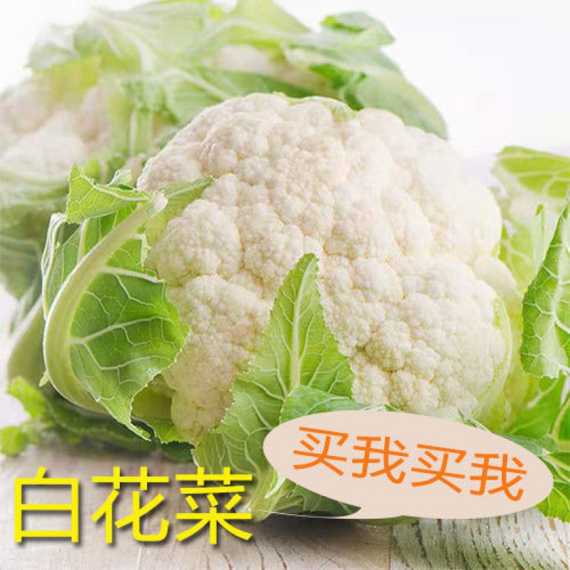 白花菜 相关京东优惠商品 价格图片品牌优惠券 虎窝购