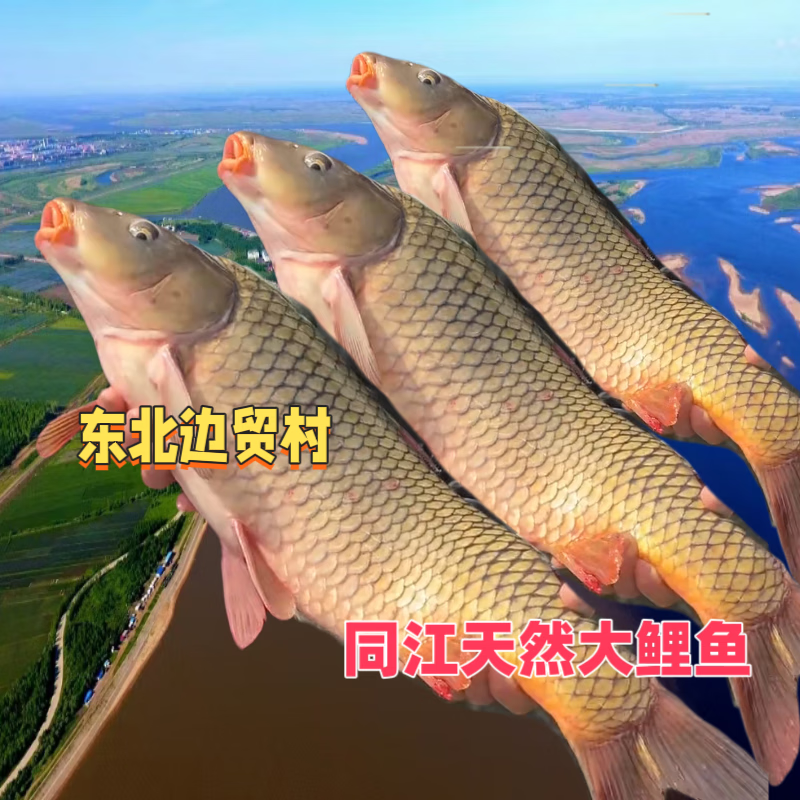 黑龙江大江鲤东北冷水鱼乌苏里江大鲤子天然冰鲜鱼淡水江鱼开江鱼 江