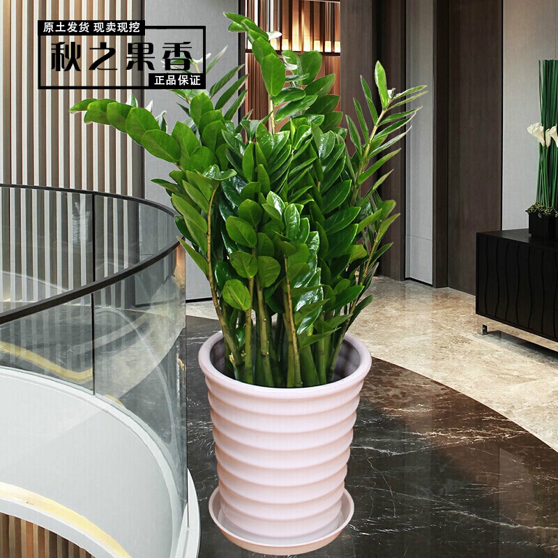 盆栽盆景花卉吸甲醛观叶植物金钱树在吸收二氧化碳的同时会释放氧气