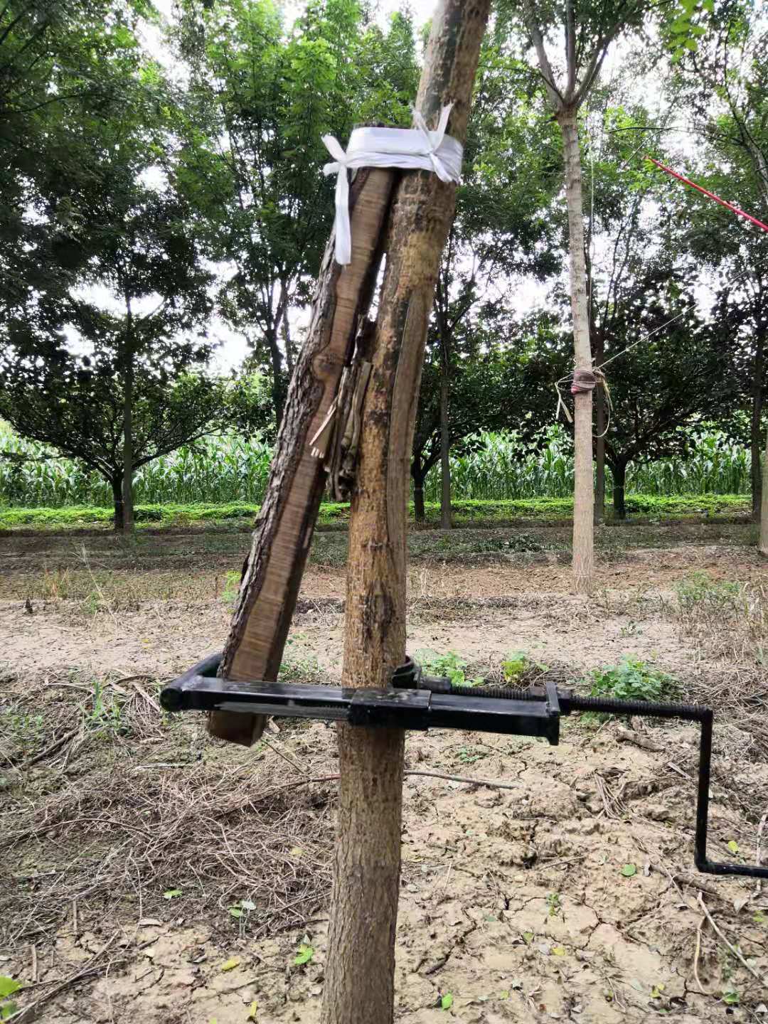 树木直弯器苗木直树器国槐调直器园林工具树木拉直机纠正固定神器