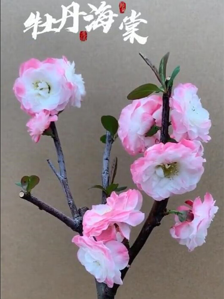 重瓣花卉盆景老桩室内阳台庭院易活开花植物蓝 牡丹海棠10年 不含盆