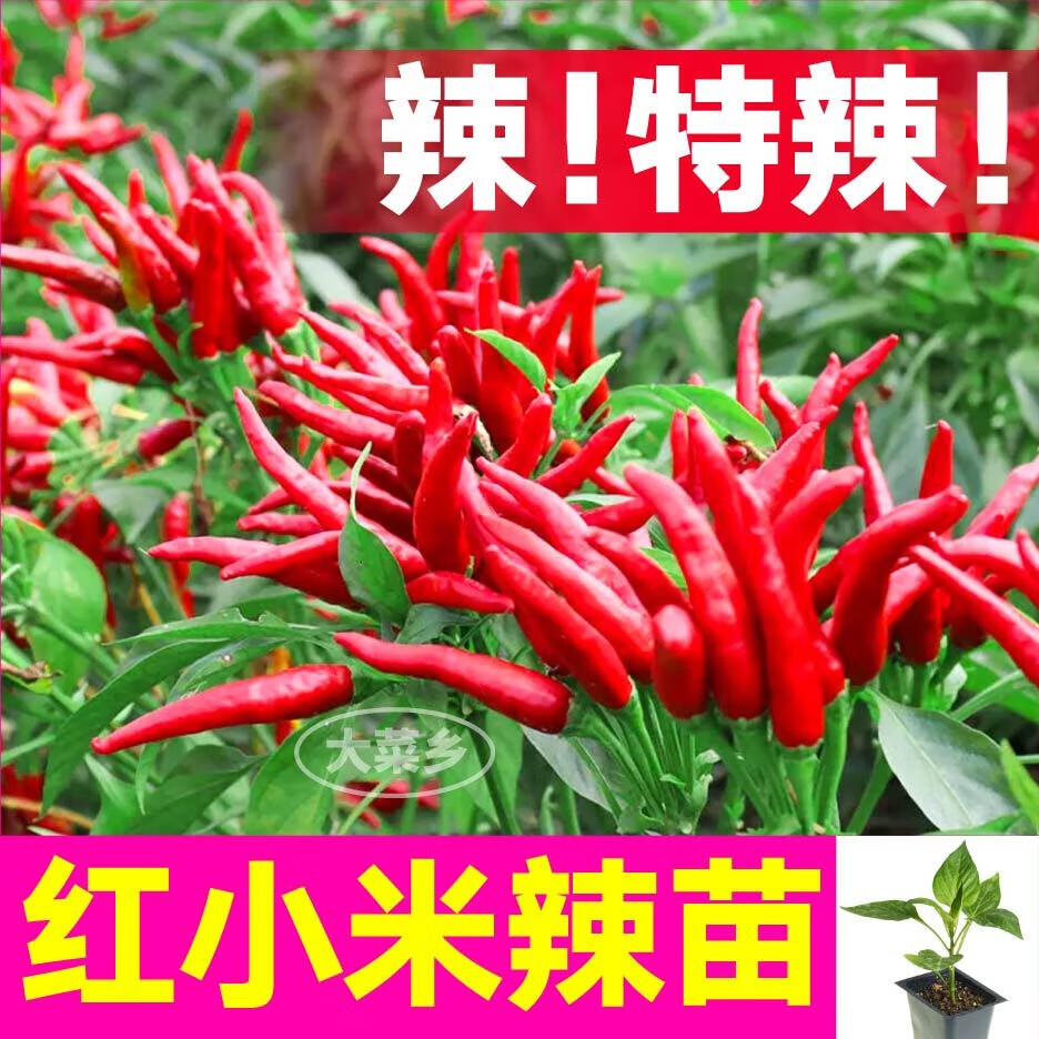 大菜乡特辣红小米辣椒苗秧带土球朝天椒白玉小米辣野山椒种子四季蔬菜苗 红小米辣苗6棵+1包肥