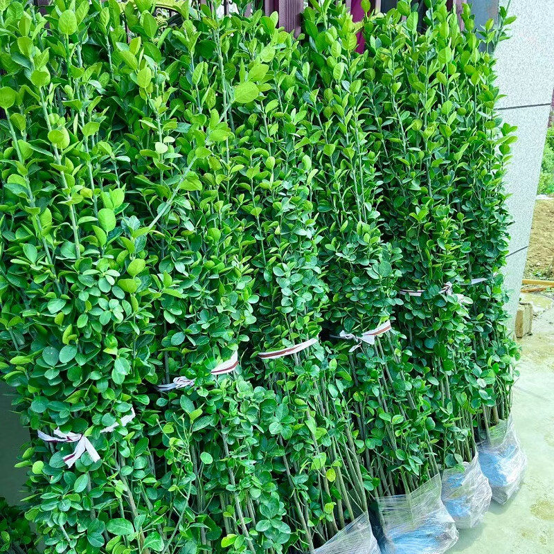 秋忆浓北海道黄杨绿篱植物四季常青耐寒庭院绿化苗北海道1.8米高10颗