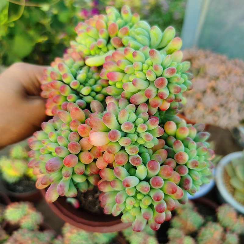 果冻乙女心老桩多肉植物办公室内阳台创意迷你奇趣萌肉肉绿植园艺