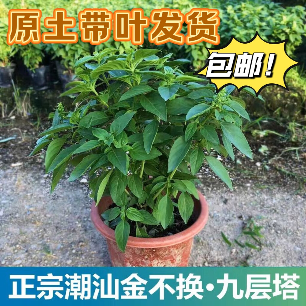 九层塔潮汕金不换盆栽食用主厨房九层塔盆栽食用罗勒植物香料甜罗 2年苗--叶子带清香味 带原土原盘