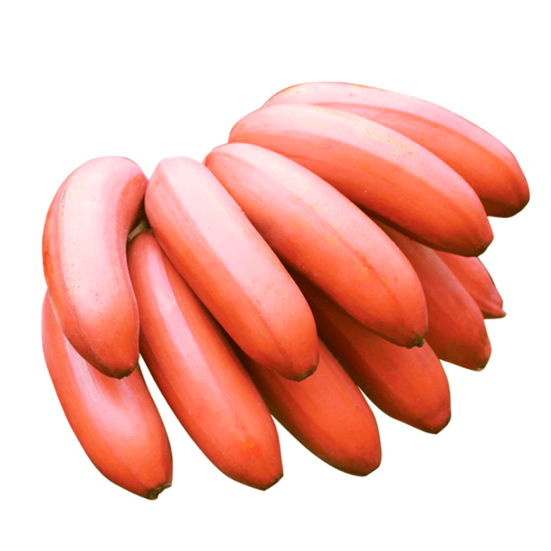 猕小呆 福建漳州红皮美人香蕉 原产地直发 现摘现发 应季水果 5斤装 深红色