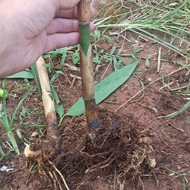 醉春木麻竹笋苗大型丛生竹子苗甜竹苗食用竹笋苗竹叶可包棕子苗 麻竹