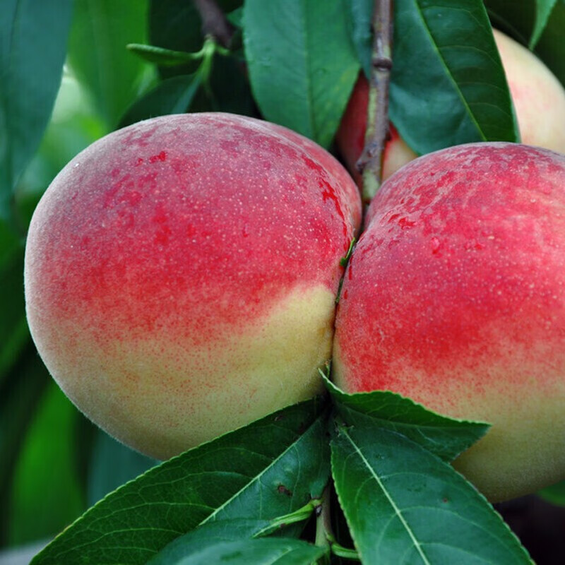 嫁接桃子苗 当年结果 南北方种植庭院阳台盆栽地栽果树苗 早仙桃 4年