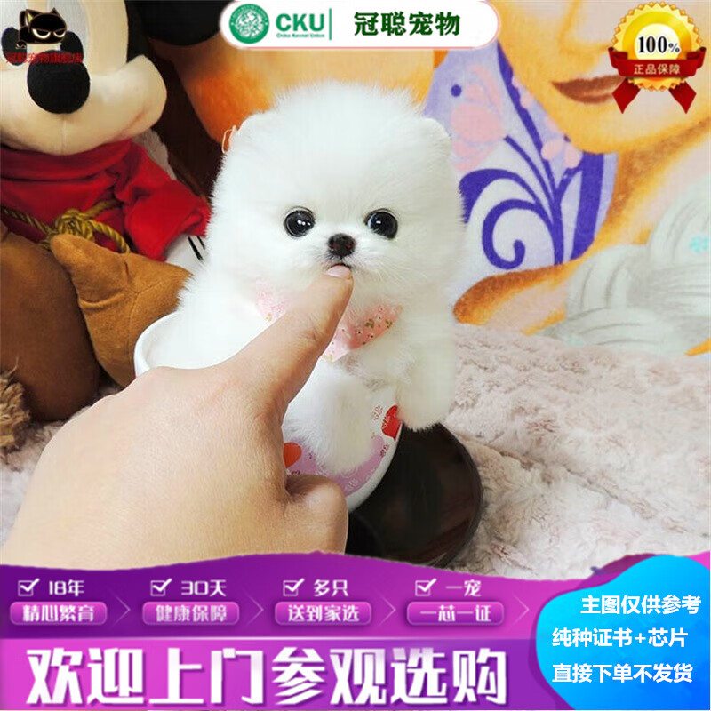 冠聪博美犬超可爱茶杯犬长不大的博美狗狗超小型观赏犬俊介狗狗博美犬