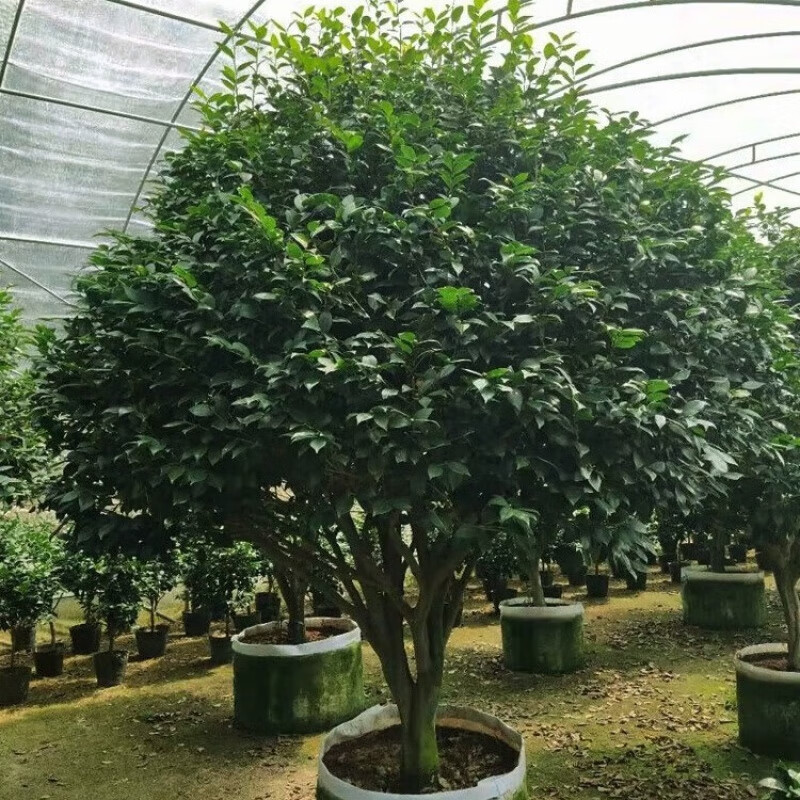 中梦 花卉大棵巨型烈香妃粉色山茶花树苗盆栽大型龙岩福建浓香型 蘑菇