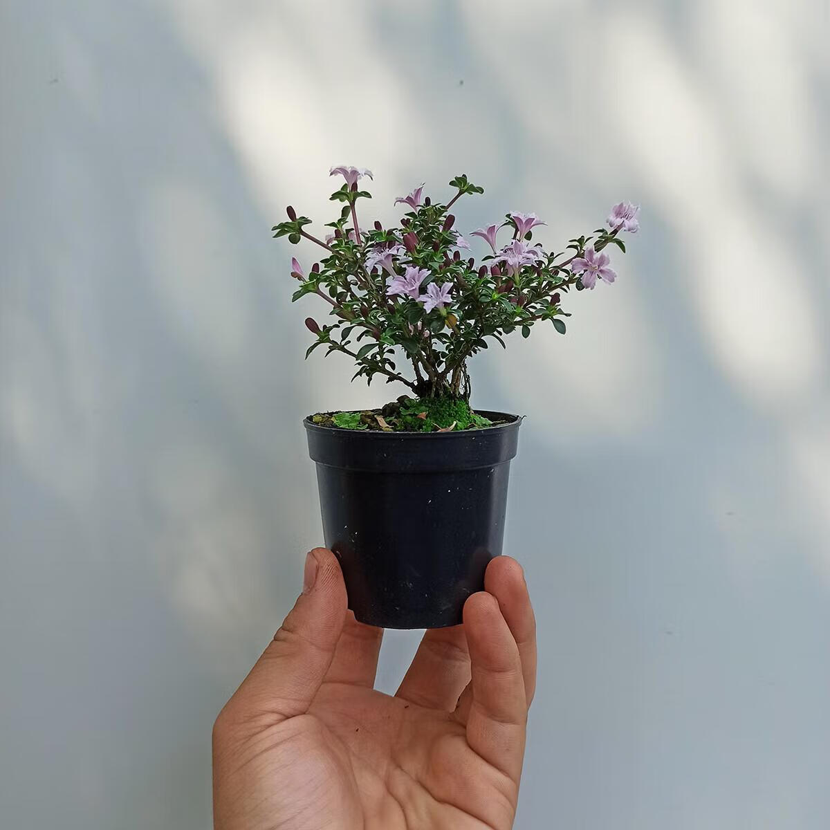 山头林村紫花六月雪盆栽室内绿植物办公室茶几客厅摆件可爱迷你四季