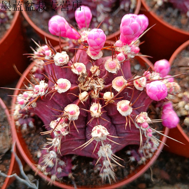 山头林村仙人球掌稀有彩色紫牡丹开花多肉绿植物室内阳台好养盆栽 紫