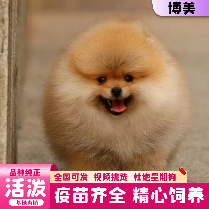 迈乐佳(maleejia)【视频选 终身辅导】纯种哈多利博美活体 博美幼犬