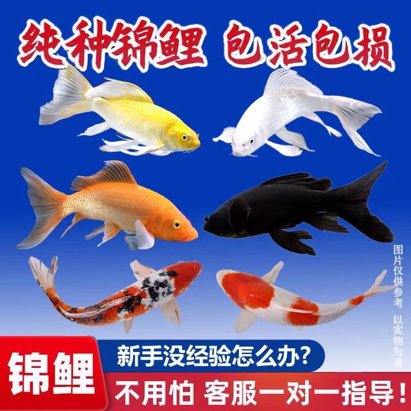 锦鲤活鱼锦鲤观赏鱼金鱼活鱼金鱼观赏鱼锦鲤鱼风水鱼冷水鱼招财鱼 6-8cm黑白黄红各2条共8条