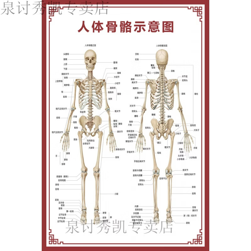 花乐集人体骨骼图大挂图器官示意图内脏结构图穴位图人体肌肉解剖图