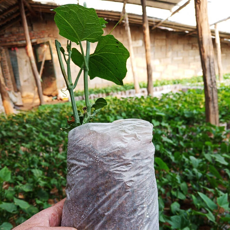 北蔬 佛手瓜种子种瓜 佛手瓜种苗1棵(带苗带土)