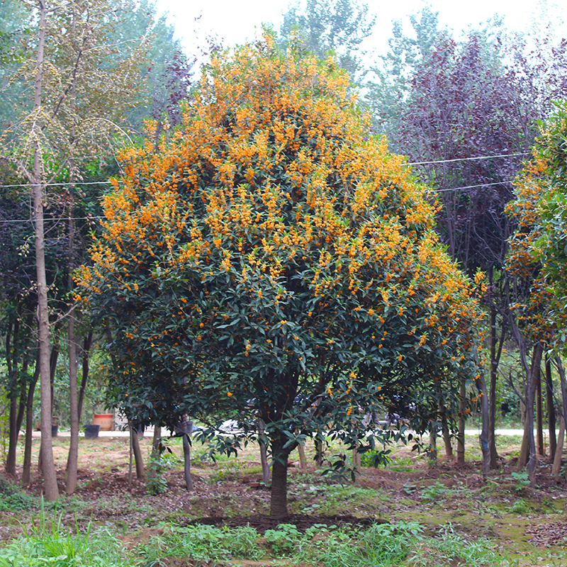 四季桂花树苗 金桂 丹桂 八月桂 苗木 四季可种植开花 景观树 桂花