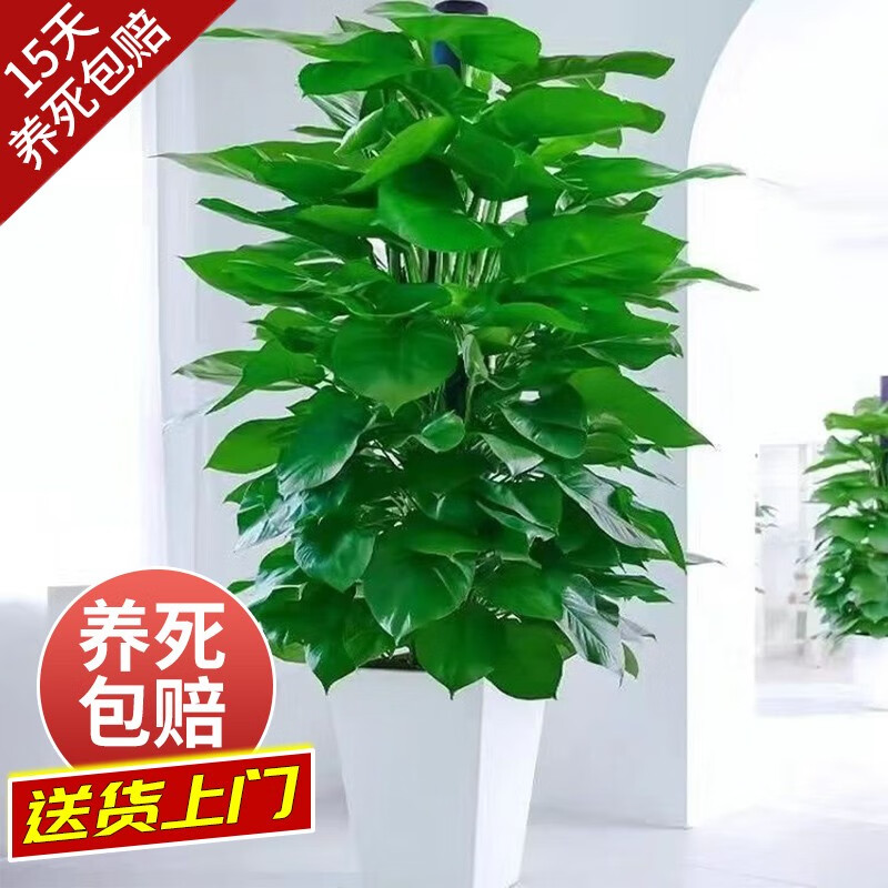 开时果 送货上门 大叶绿萝柱盆栽 大型绿箩植物吸甲醛办公室内客厅绿植 梯形树脂盆 绿萝柱1.4-1.5米高性价比高么？