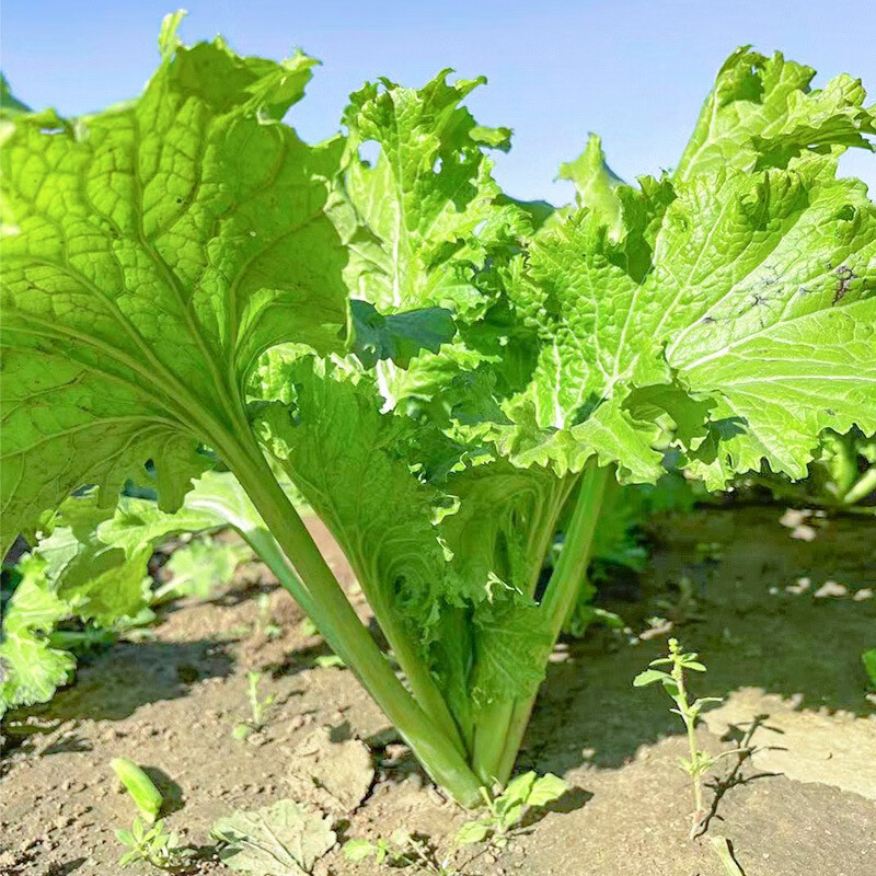 三千苗 香芥菜种子特色蔬菜种子阳台盆栽菜园芥菜种籽生长快耐热耐雨