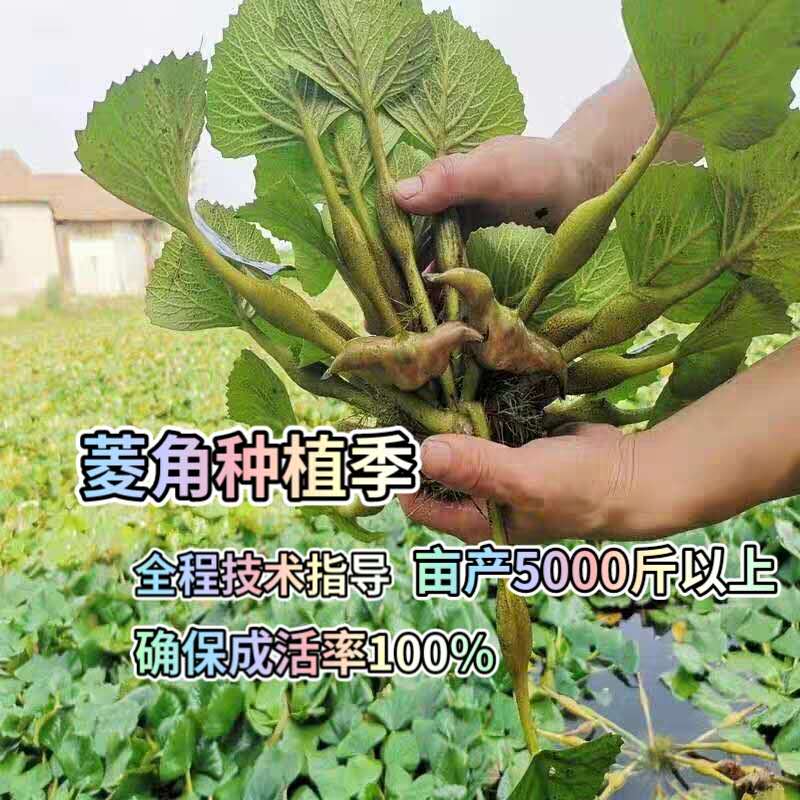 老菱角种子苗池塘水生植物菱角苗种植青菱角种子四季蔬菜红菱角种