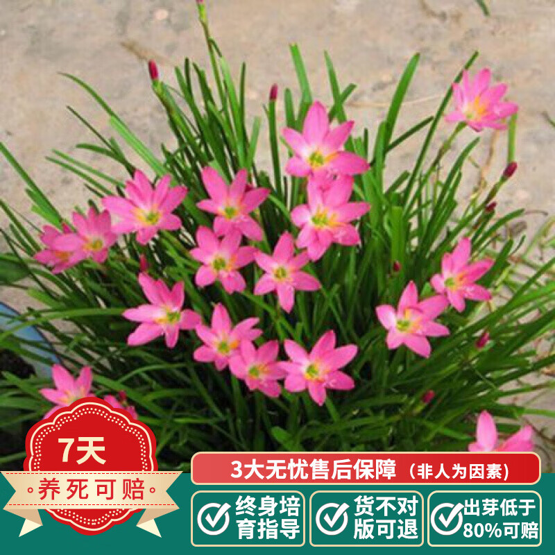 球根植物 相关京东优惠商品排行榜 价格图片品牌优惠券 虎窝购