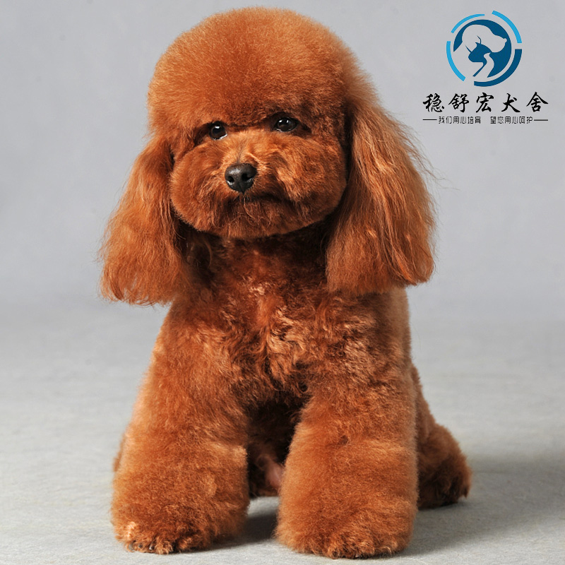 纯种泰迪狗幼崽狗狗活体宠物狗泰迪犬活犬小型犬棕色小泰迪幼犬贵宾犬