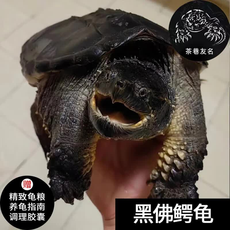 茶巷友名 北美小鳄龟杂佛鳄龟苗活物小乌龟宠物活泼外塘凶猛食用健康
