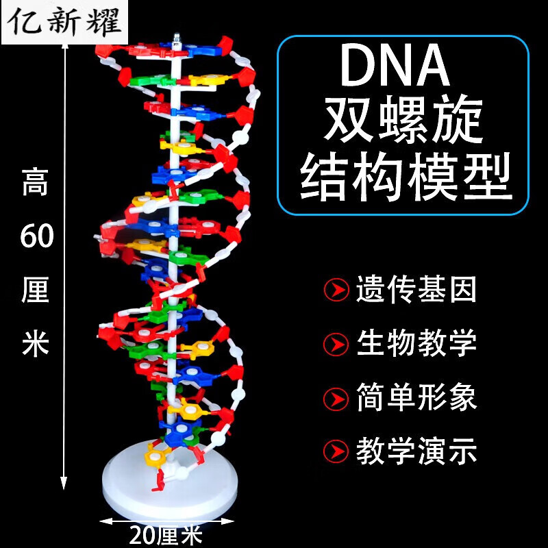 高中dna模型双螺旋结构模型分子结构模型60cm大号带底座碱基对遗 大号