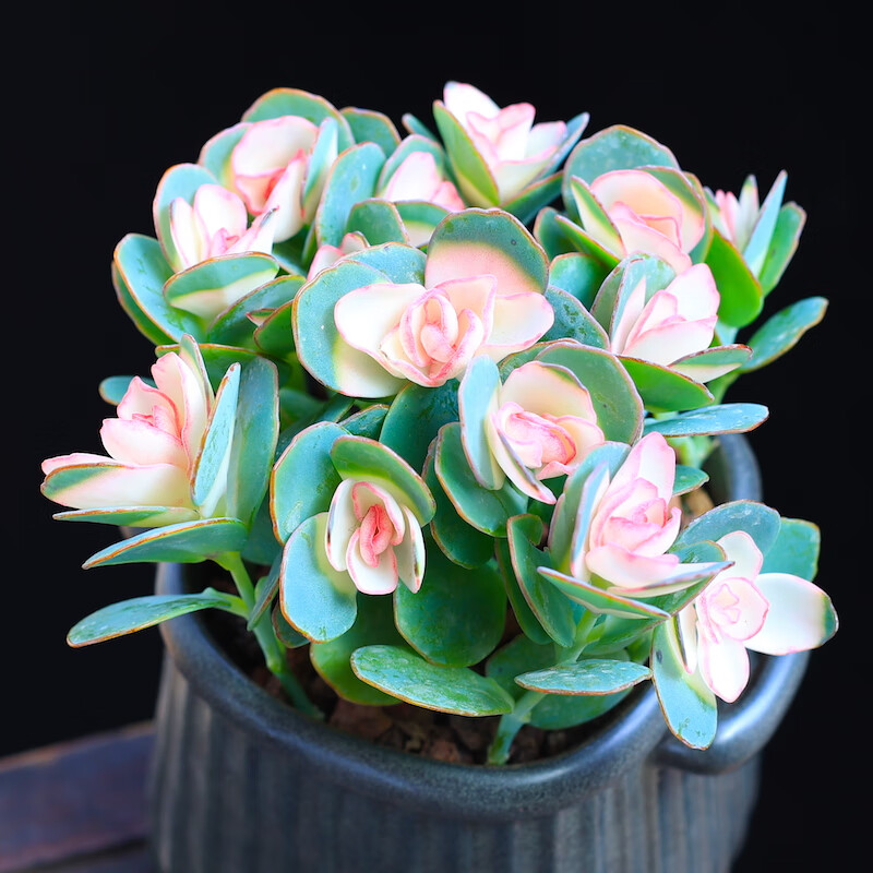 素蜜贝壳锦多肉植物粉色白姬之舞花卉盆栽含花盆带土栽好成品桌面组合