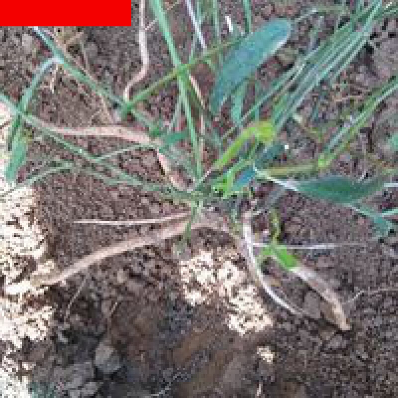 广西  细叶千斤力  新鲜千斤力 真正千斤力 500g