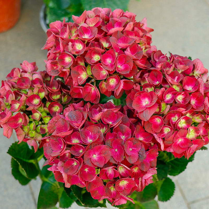 盆栽大花老桩八仙花室内耐寒好养花卉当年开花多季循环开花 23-紫宝石