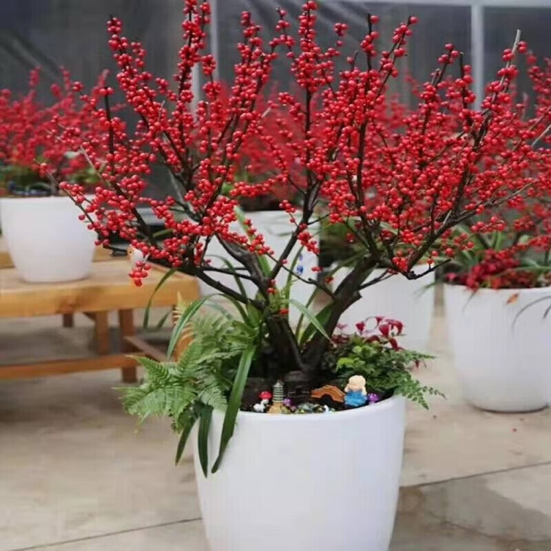 嘉巖嘉巖苗冬紅果樹(shù)苗盆栽冬青相思豆富貴籽苗發(fā)財(cái)果紅果當(dāng)年接果 4年盆栽(帶果發(fā)貨 40cm(含)-50cm(不含)