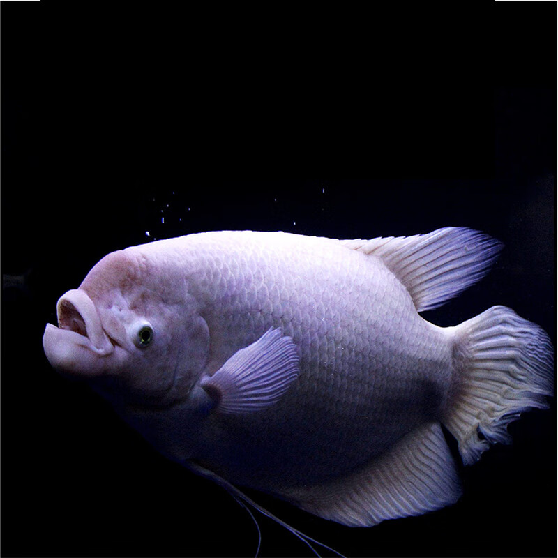 红眼黑眼招财鱼热带鱼观赏鱼活体黄金战船大中型发财鱼vakada 30cm