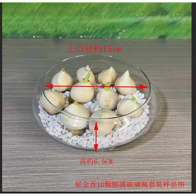 南啵丸10颗郁金香水培套装耐寒四季种植开花阳台桌面植物百合风信子