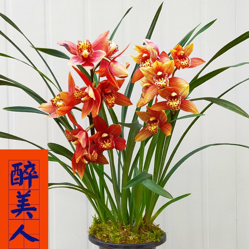 壮苗满屋飘香室内四季常青花卉盆栽草 5苗连体【醉美人】带黑色兰花盆