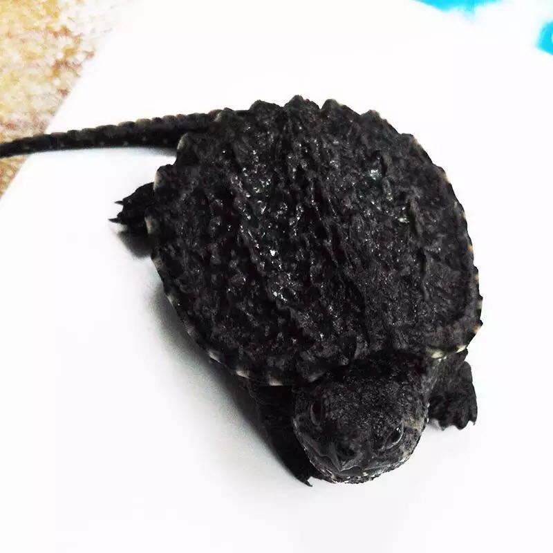 【京选推荐】乌龟活北美小鳄龟活龟杂佛鳄龟大龟苗宠物龟观赏龟水龟